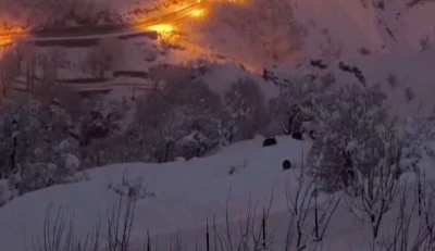 Şırnak'ta karda yiyecek bulmakta zorlanan domuz s&uuml;r&uuml;s&uuml; yerleşim yerine indi