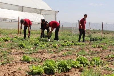 Genç Eller Toprakla Buluştu: Silopi MTAL’de Marul Hasadı Sevinci
