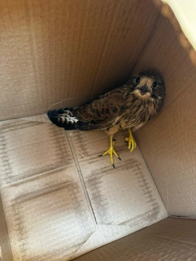 Şırnak'ta tedavisi tamamlanan kerkenez ve ev kırlangıcı doğaya salındı