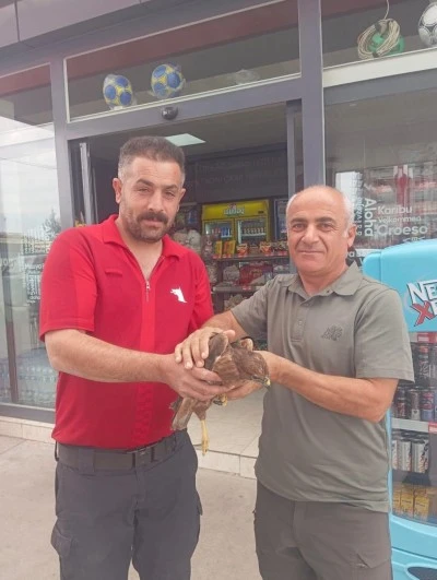 Şırnak'ta yaralı ve bitkin bulunan 2 kızıl şahin tedavi altına alındı