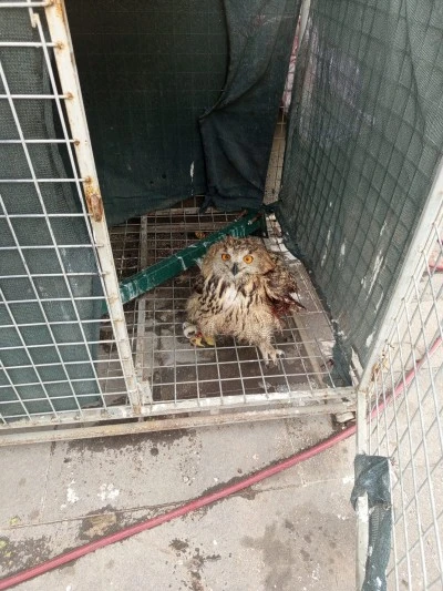 Şırnak'ta yaralı ve bitkin bulunan 4 kuş tedavi altına alındı