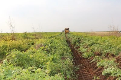 Şırnak'ta yer fıstığı hasadı yapıldı