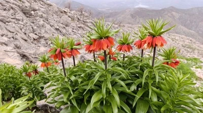 Siirt'te Kışın Ardından Ters Laleler Doğayı Renklendirdi!