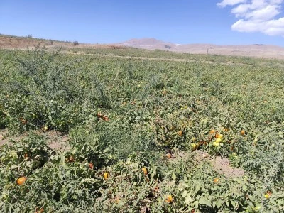 Tarlada 7, Pazarda 20 Lira!