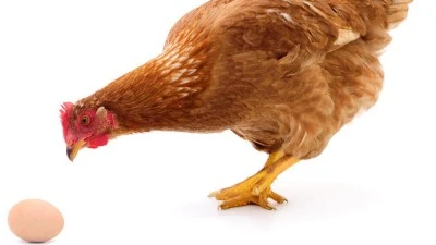 Tavuk mu Yumurtadan, Yumurta mı Tavuktan? Bilim Cevap Veriyor!