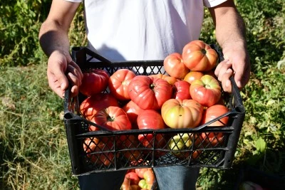 Tescilli Kozluk domatesi iriliğiyle göze, lezzetiyle damaklara hitap ediyor