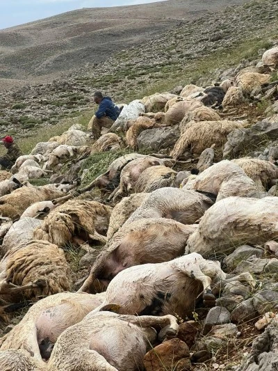 Tunceli'de yıldırım isabet eden 200 koyun telef oldu