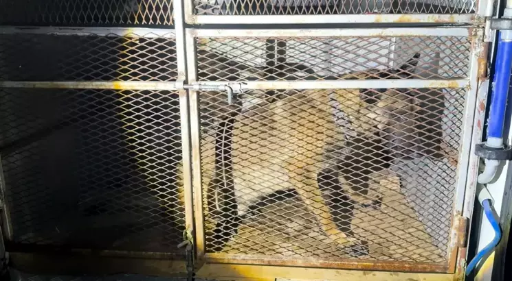 Uyuşturucuyu Köpeklerin Altına Sakladılar, Bitlis'te Yakalandılar