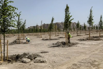 Van'da 420 ıhlamur ağacı toprakla buluşturuldu