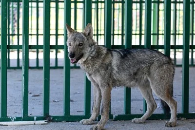 Van'da bir evde alıkonulan kurt koruma altında