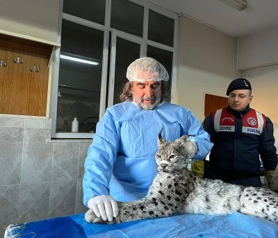 Van'da bitkin halde bulunan vaşak tedaviye alındı