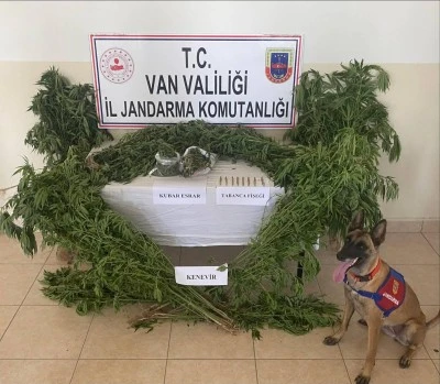 Van'da evin çatısı ile bahçesinde yetiştirilen 127 kök kenevir ele geçirildi