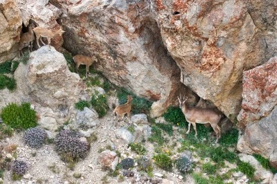 Van'da popülasyonu artan yaban keçileri jandarma ekiplerinin korumasında
