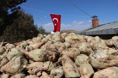 Van'da şeker pancarı alım kampanyası başladı