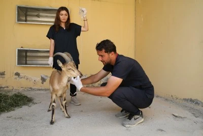 Van'da yaralı bulunan yaban keçisi yavrusu tedaviye alındı