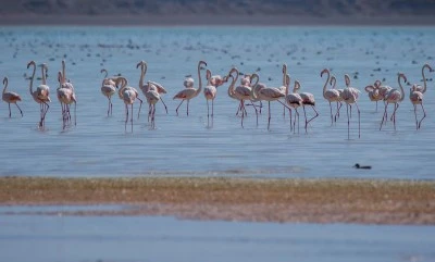 Van Gölü'nde göç yolculuğu