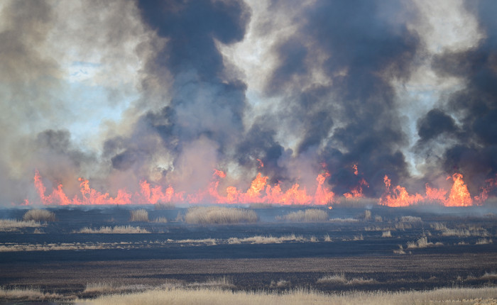 Van'da "kuş cenneti" Dilkaya Sazlığı'nda yangın çıktı