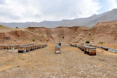 Vanlı arıcı devlet desteğiyle hem kovanlarını yeniledi hem de sayılarını artırdı