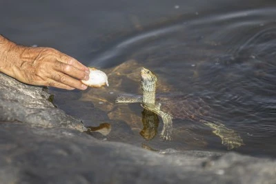 Vanlı doğa fotoğrafçısı Deliçay'daki su kaplumbağalarını elleriyle besliyor