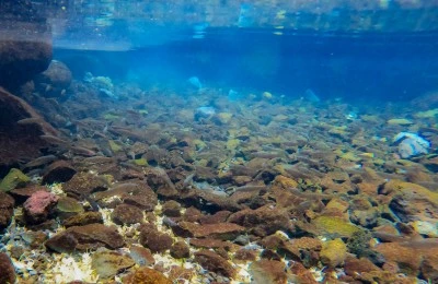 Diyarbakır'da Doğal Akvaryum Keşfedildi, Balıklar Turizme Kazandırılacak