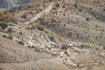 Yaylalarda yazı geçiren göçerler dönüş yolunda