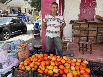 Yerli Domates Hasadı Başladı, Fiyatlar Geriledi