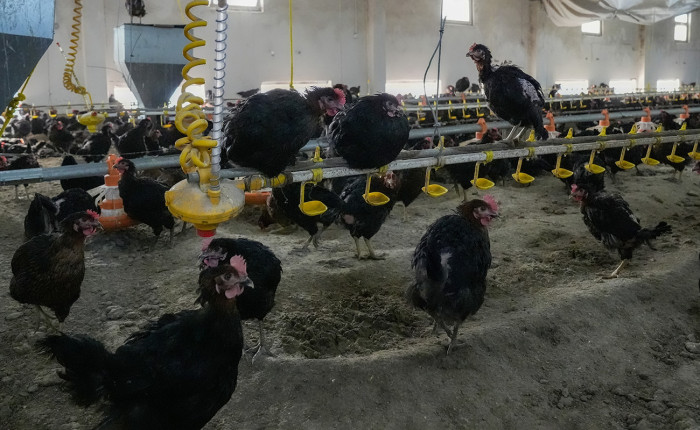 Yerli ırk tavuklardan organik yumurta üretimi kırsalda yaygınlaştırılıyor