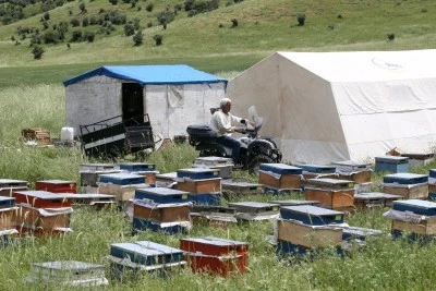 Zengin floraya sahip Muş Ovası'na farklı illerden 507 arıcı geldi