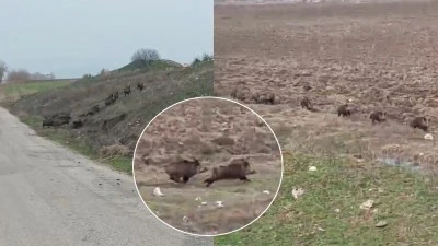 K&ouml;yl&uuml;lerin Başı Yaban Domuzlarıyla Dertte