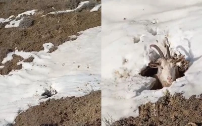 Siirt&rsquo;te Kayıp Ke&ccedil;i Tilki Oyuğundan &Ccedil;ıktı, O Anlar Sosyal Medyada G&uuml;ndem Oldu