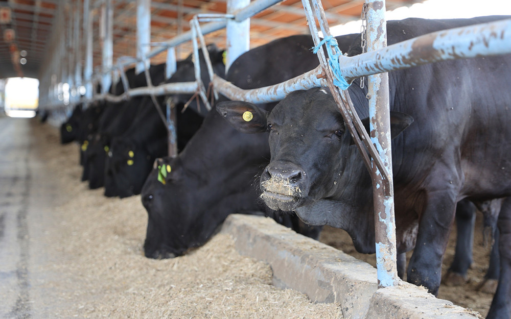 73 bin hayvan kapasiteli besi çiftliğinde hem et hem enerji üretiliyor